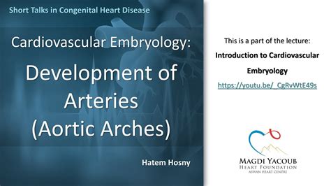 Development Of Arteries [aortic Arches] Embryology Hatem Hosny Youtube