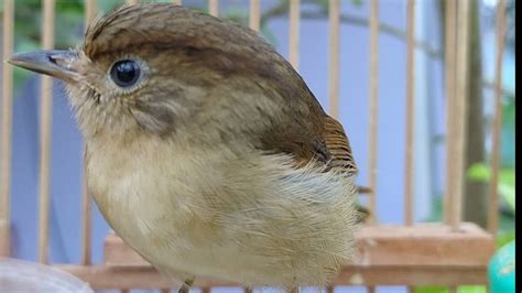 Burung Flamboyan Gacor Ngebren Rapat Nyerecet Cocok Buat Pancingan