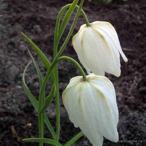 Вертикордия Рябчик шахматный белый Fritillaria meleagris f alba