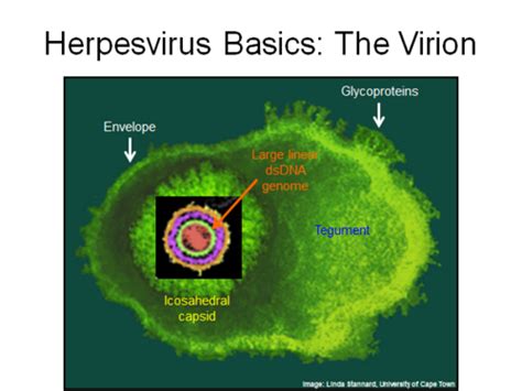 Herpes Virus Flashcards Quizlet