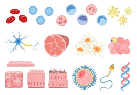 Flat Human Cells Set 8131796 Vector Art At Vecteezy