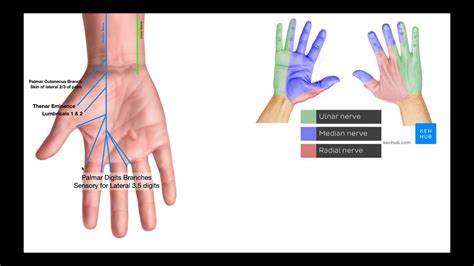 Ulnar Nerve Hand Muscles