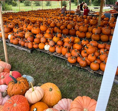 Now That It Feels Like Fall Its Time To Visit Cantonment Pumpkin