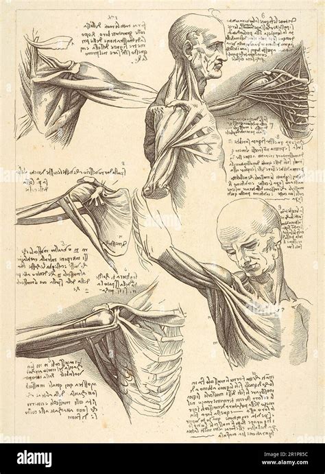 Schultermuskulatur Anatomie Fotograf As E Im Genes De Alta Resoluci N