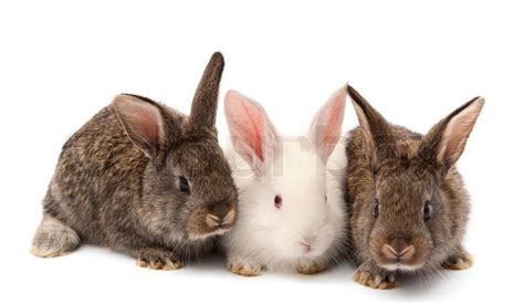 Rabbits isolated on white background | Stock image | Colourbox