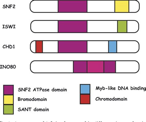 Figure From The Regulation Of Atp Dependent Nucleosome Remodelling