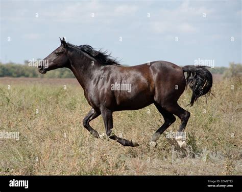 Raven Horse Hi Res Stock Photography And Images Alamy