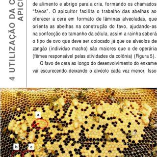 Favo de abelha Apis mellifera mostrando células de cria de operária