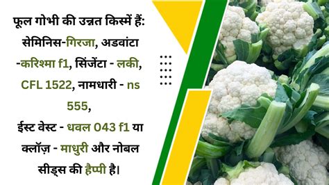 फूलगोभी की उन्नत किस्में Improved Cauliflower Varieties