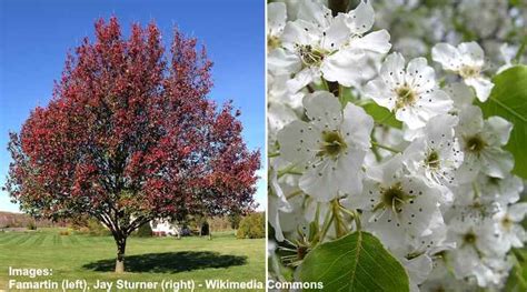 Types of Ornamental Flowering Pear Trees - Fruitless Pear Trees (Pictures)