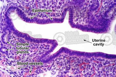 Rat Uterus Transverse Section 125x Rat Mammals Reproductive