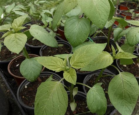 One of my favourite garden harvests: home-grown tomatillos – The Food ...