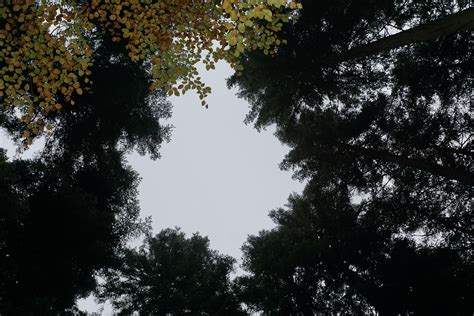 Banco De Imagens árvore Natureza Floresta Ramo Plantar Céu Luz