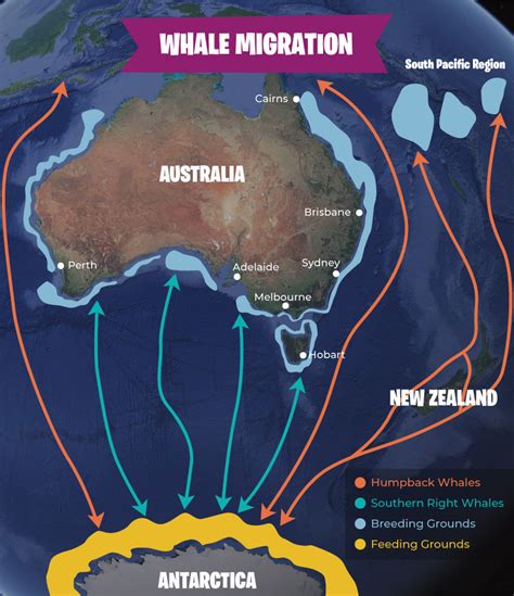 Humpback Whale Migration Map Humpback Whale Size Song Habitat