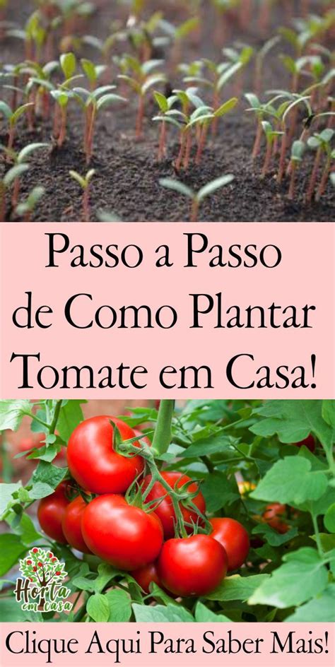 Dicas De Como Plantar E Cultivar Tomates Horta Em Casa Cultivar