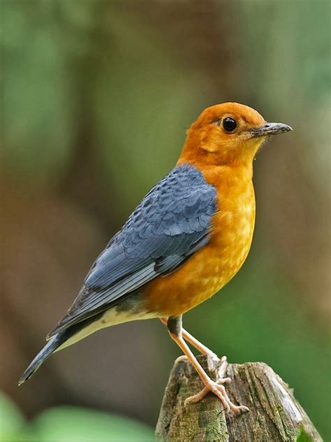 Burung Gambar Homecare24