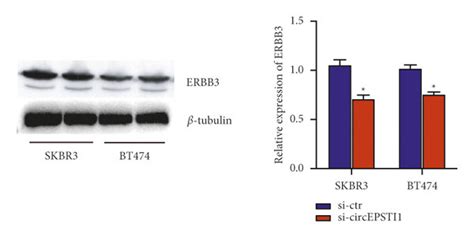 Circepsti1 Regulates Erbb3 As Mir 145 Sponge In Her2 Positive Breast