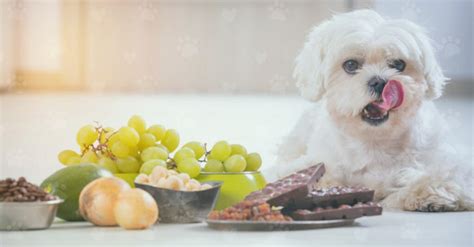 Alimentos Proibidos Conhe A Comidas Que S O Prejudiciais