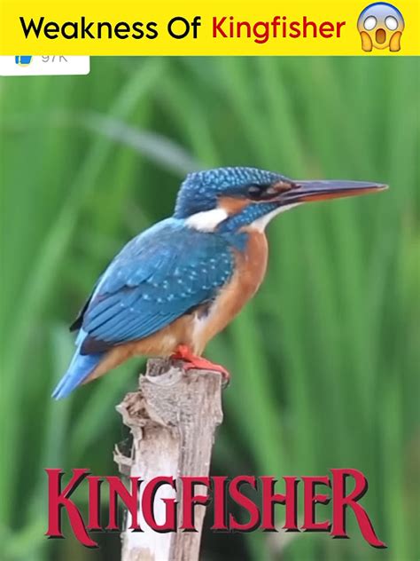 Weakness Of Kingfisher Bird Weakness Kingfisher Knowledge Fasla