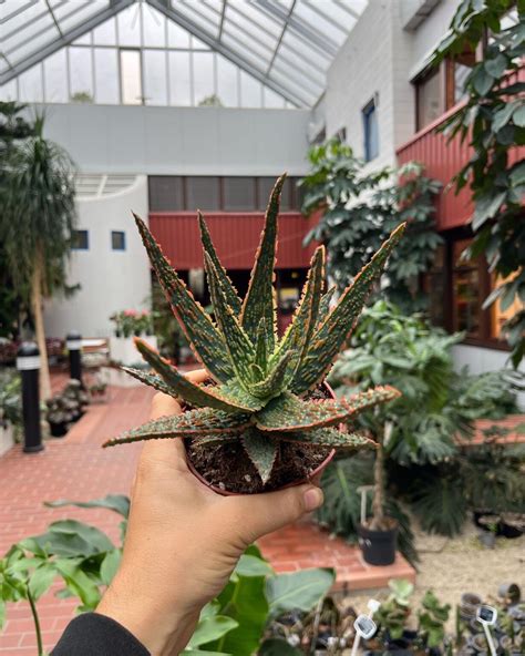 Aloe Zebrina Dannyz La Selva Gartneri