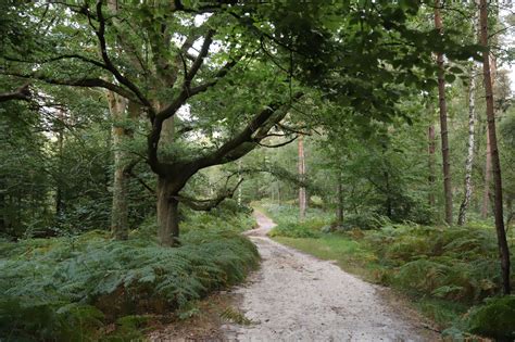 Soirée brame en forêt de Rambouillet Yvelines Sortie Nature