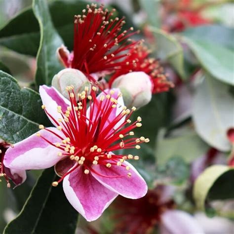 Feijoa Pineapple Guava 2l Pot Hello Hello Plants