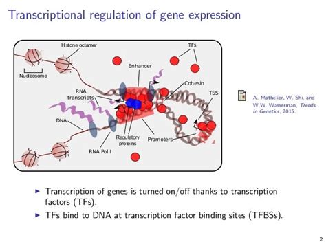 Transcription Factor Binding Site Prediction In Vivo Using Dna Sequen