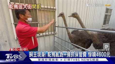 飼主現身 鴕鳥亂跑 捕抓保管費 慘噴4600元TVBS新聞 TVBSNEWS02 YouTube