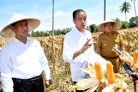 Pastikan Produksi Jagung Nasional Terus Meningkat Jokowi Tinjau Panen