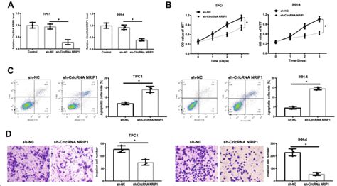 Knockdown Of Circrna Nrip1 Inhibited Cell Proliferation Invasion And Download Scientific