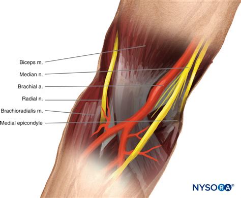 Inerva O Do Nervo Musculocut Neo