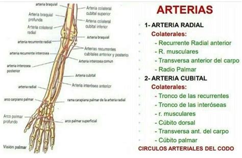 Pin en Miembro superior Anatomía de yoga Estudiantes de enfermería