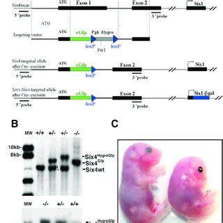 Targeted Disruption Of The Six Gene A Schematic Representation Of