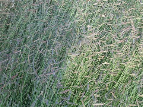 Blue Grama Bouteloua Gracilis Renovo Seed