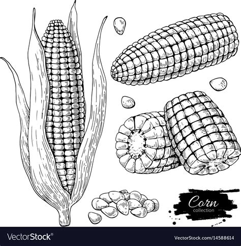 Corn Hand Drawn Set Isolated Royalty Free Vector Image