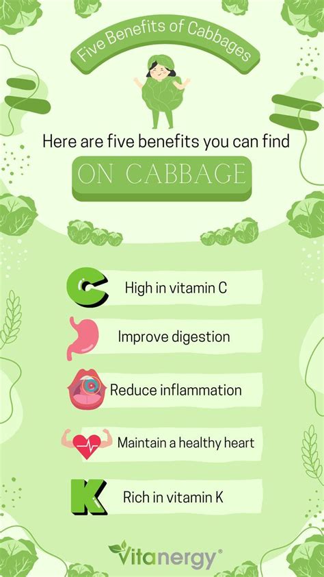 Health benefits of Cabbage 🥬 in 2023 | Cabbage health benefits, Cabbage