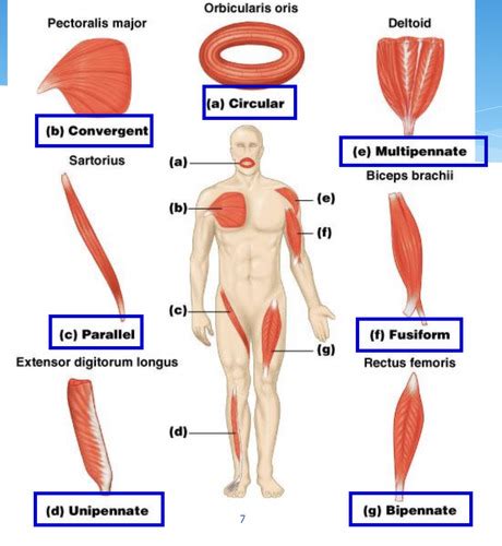 Chap Muscular System Flashcards Quizlet