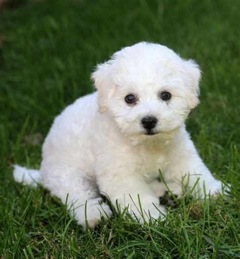 Bichon Frisé Steckbrief Charakter Wesen Und Haltung