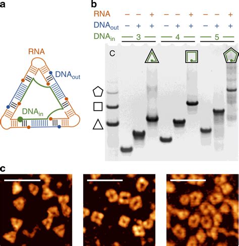 Dna Modules For Controlled Assembly Of Rna Dna Hybrid Nanoshapes A Download Scientific Diagram