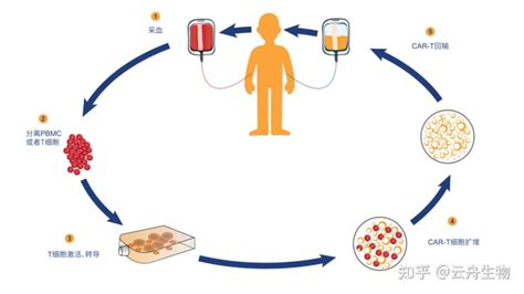 一文看懂car T细胞疗法及crispr技术如何助力car T疗法发展 知乎