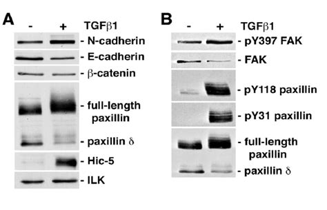 Tgf Induced Emt In Nmumg Cell Line Reciprocally Modulates Paxillin