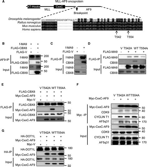 Cbx8 A Polycomb Group Protein Is Essential For Mll Af9 Induced