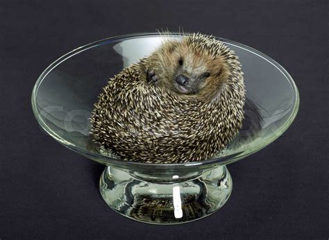 hedgehog in a glass bowl | Stock image | Colourbox