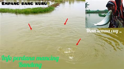 Penuh Ikan Info Spot Mancing Perdana Bandeng Terbaru Empang Bang