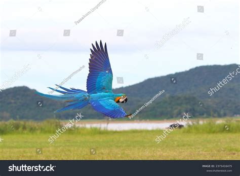 Colorful Blue Gold Macaw Flying On Stock Photo 2375416475 | Shutterstock