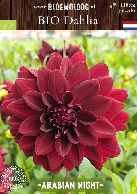 Bio Dahlia Arabian Night Donker Rode Biologische Decoratieve Dahlia