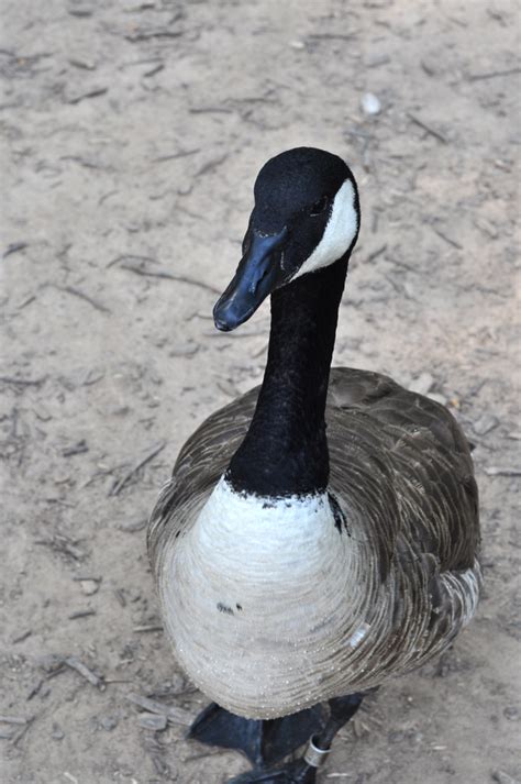 Fun at Burke Lake Park - bebehblog