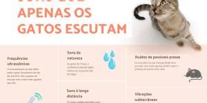 Como Os Gatos Enxergam Os Humanos Saiba Todos Os Detalhes