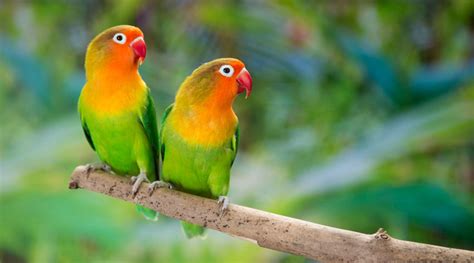 Caring For Your Lovebird How To Guides