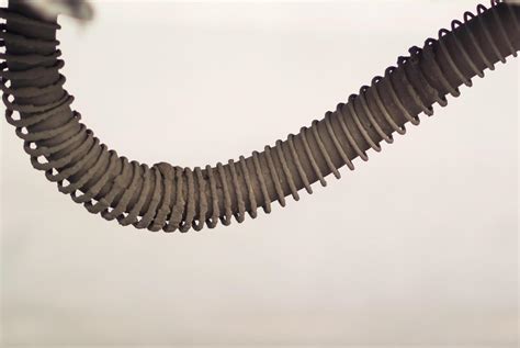 spring steel flexible  stock photo  vecteezy